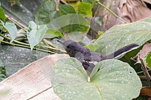 A oriental magpie-robin bird in nature