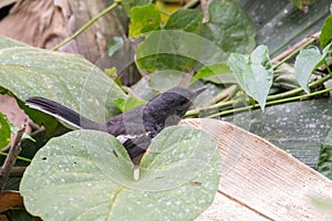 A oriental magpie-robin bird in nature