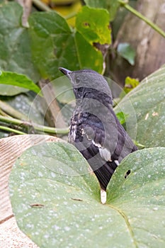 A oriental magpie-robin bird in nature