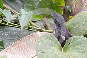 A oriental magpie-robin bird in nature