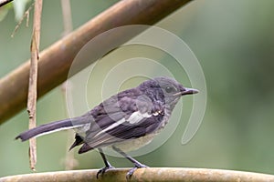 A oriental magpie-robin bird in nature