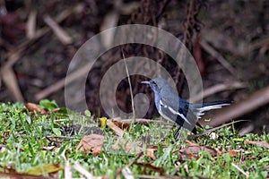 A oriental magpie-robin bird in nature