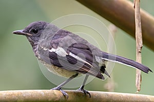 A oriental magpie-robin bird in nature