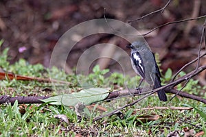 A oriental magpie-robin bird in nature