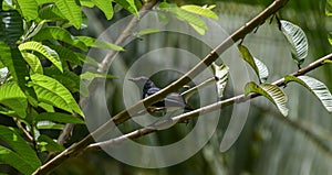 Oriental magpie robin bird perched on a guava tree branch in the garden
