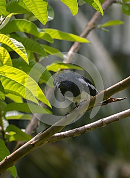 Oriental magpie robin bird perched on a guava tree branch in the garden close up portraiture