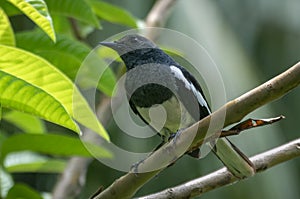 Oriental magpie robin bird perched on a guava tree branch in the garden close up portraiture