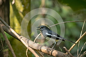 Oriental Magpie-Robin bird shouting. Dhobini chara