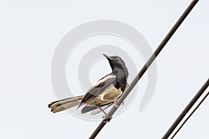 Oriental Magpie Robin bird sitting on electric cable