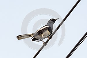 Oriental Magpie Robin bird sitting on electric cable