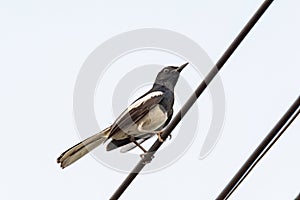 Oriental Magpie Robin bird sitting on electric cable