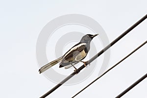 Oriental Magpie Robin bird sitting on electric cable