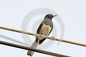 Oriental Magpie Robin bird sitting on electric cable