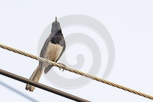 Oriental Magpie Robin bird sitting on electric cable