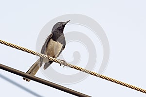 Oriental Magpie Robin bird sitting on electric cable