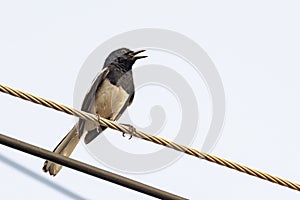 Oriental Magpie Robin bird sitting on electric cable