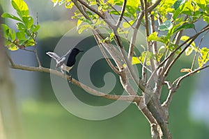 Oriental Magpie Robin bird standing on branch of tree