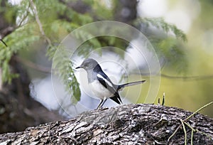 Oriental magpie robin bird on tree