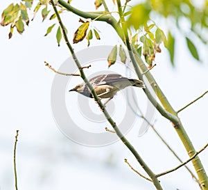 Oriental Magpie-Robin bird on the tree