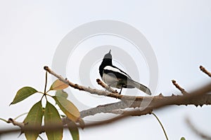 Oriental magpie-robin black and white bird wildlife animal holding on tree branch loneliness in nature background