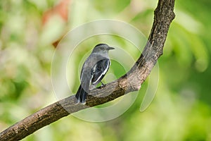 Oriental magpie robin is on a branch,