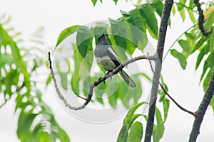Oriental magpie robin on a branch