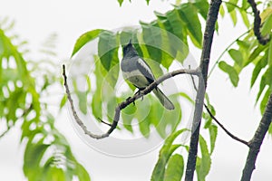 Oriental magpie robin on a branch