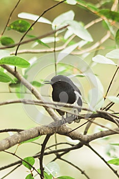 Oriental magpie robin on a branch