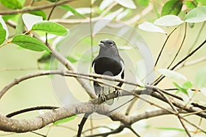 Oriental magpie robin on a branch