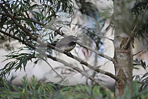 An oriental magpie robin on the branch of a tree. Quitely sings and shakes the long tail. Sparrow like indian bird is very pretty