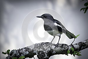 Oriental magpie robin brid Copsychus saularis perched on a tree in summer gardent