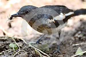 Oriental magpie robin catch prey