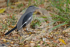 Oriental Magpie-robin closeup