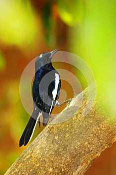 The oriental magpie-robin, Copsychuf saularis in Satara, Maharashtra, India