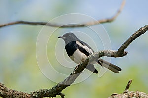 Oriental magpie-robin or Copsychus saularis