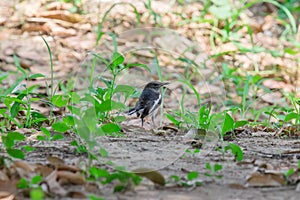 Oriental magpie robin, Copsychus saularis