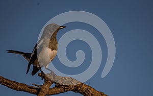 The Oriental magpie-robin Copsychus saularis