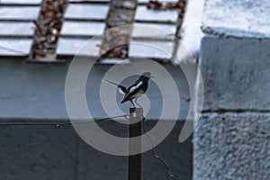 Oriental Magpie-Robin Copsychus saularis