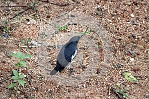 Oriental Magpie-Robin Copsychus saularis.