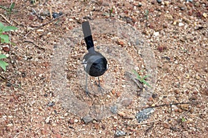 Oriental Magpie-Robin Copsychus saularis.