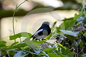 Oriental magpie robin, Copsychus saularis