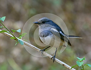 Oriental Magpie Robin copsychus saularis