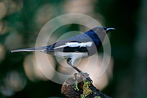 Oriental Magpie Robin Copsychus saularis Beautiful Male Birds of Thailand