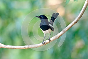 Oriental Magpie Robin Copsychus saularis Beautiful Male Birds of Thailand perching on the tree