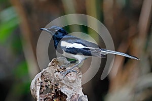 Oriental Magpie Robin Copsychus saularis Beautiful Male Birds of Thailand perching on the tree