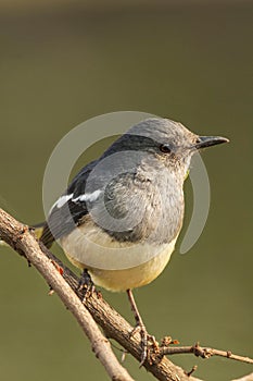 Oriental magpie robin, Copsychus saularis, Bharatpur, Rajasthan, India