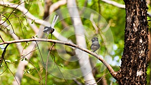 Oriental magpie robin or Copsychus saularis bird