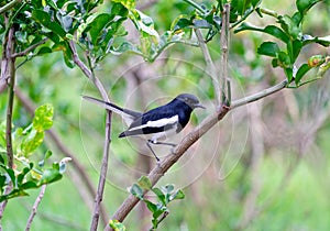 Oriental magpie robin,Copsychus saularis,bird hold