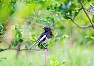 Oriental magpie robin, Copsychus saularis, bird hold