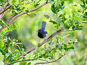 Oriental magpie robin,Copsychus saularis,bird hold on branch